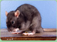 rat control South Ockendon
