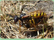 wasp control South Ockendon